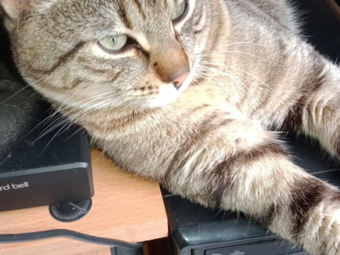 chat à l'adoption 180 85000 La roche-sur-yon