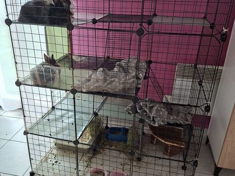 3 lapines femelle 50 77160 Chenoise