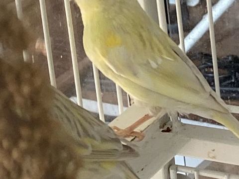 Canaris 15 95330 Domont