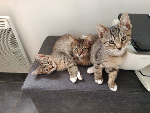 Adorable chatons m&acirc;le 0 33250 Cissac-médoc