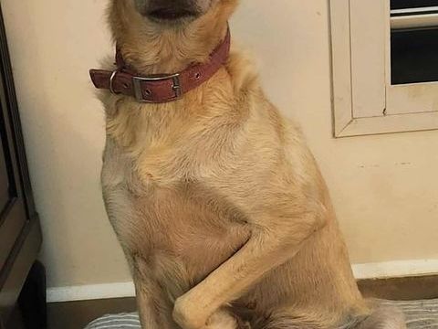 Suzie la belle et douce louloute 350 27320 Nonancourt