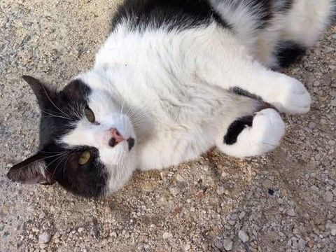 Chat GROMINET &agrave; l adoption 180 26330 Ch�teauneuf-de-galaure