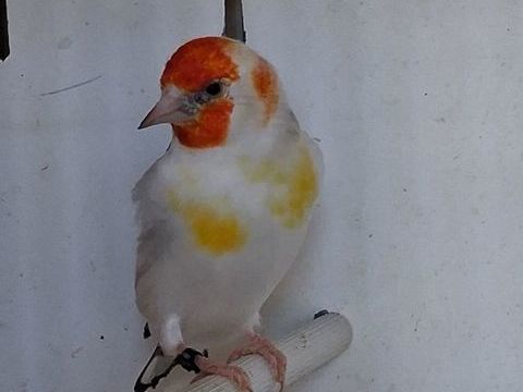 Chardonneret mutation m&acirc;le Agate t&ecirc;te blanche 2025 250 14200 H�rouville-saint-clair