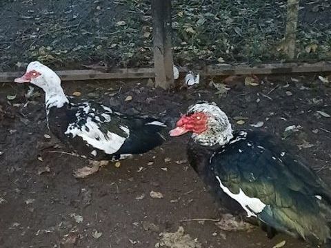 Couple canards barbaries 25 02100 Saint-quentin