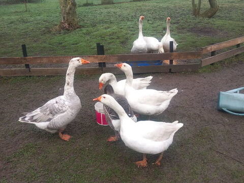 oies 40 08000 Les ayvelles