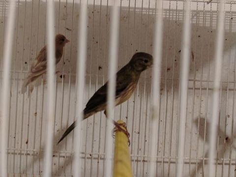 Canari raza 25 77500 Chelles