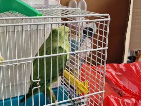 Perruche 60 91940 Les ulis