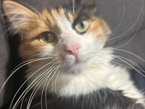 PETITE STAR &Agrave; L'ADOPTION POUR FAMILLE AIMANTE ET RESPONSABLE 0 34470 Pérols