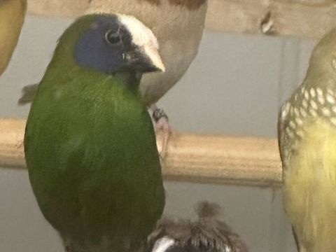 Moineaux de Japon 20 77270 Villeparisis