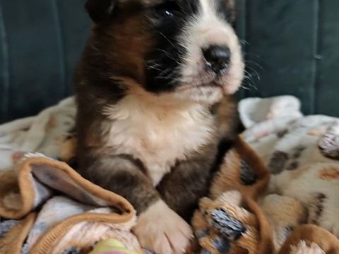 chiots Saint-Bernois 1800 85440 Avrill�