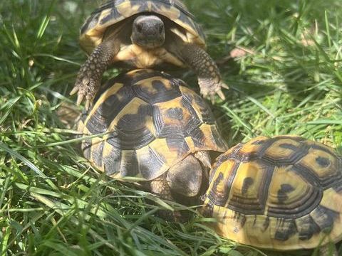 Tortues 2, 3, et 4 ans (Ile de France 91) 100 91620 La ville-du-bois