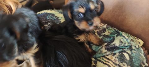 2 cavalier king Charles 900 59480 La bassée