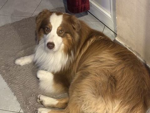 Saillie berger australien 700 68740 Fessenheim