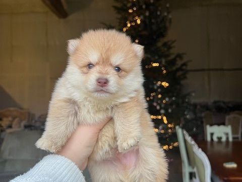 POMSKY 800 24300 Teyjat