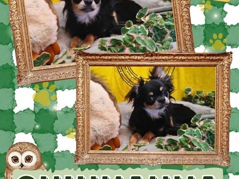 Chiot chihuahua m&acirc;le poils longs 500 18140 Pr�cy