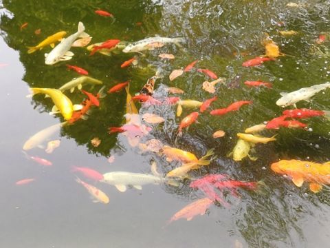 carpe     koi      carpe  amour  etc 10 59670 Cassel