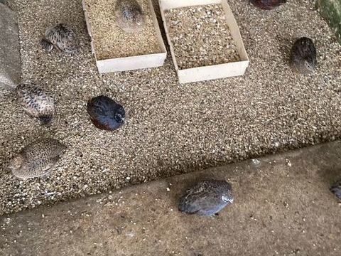 Cailles de chine n&eacute;es en  2025 et bagu&eacute;es 14 35520 La chapelle-des-fougeretz