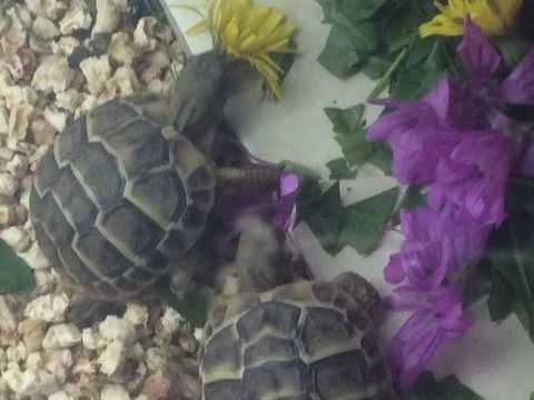 B&eacute;b&eacute;s tortues HH 35 34470 P�rols