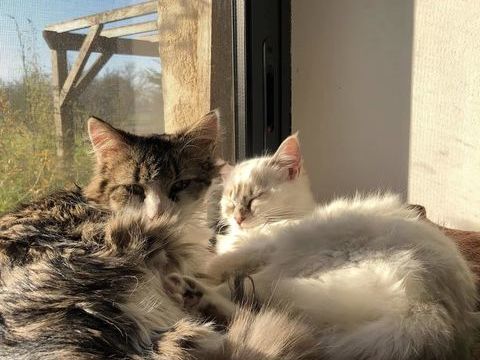 Amboka et Brume 450 44000 Nantes