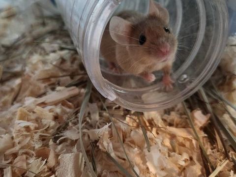 Souris m&acirc;le &agrave; donner 0 77950 Voisenon