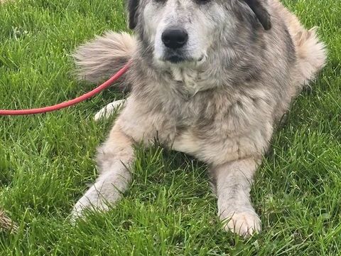 SVESKA crois&eacute;e de 7 ans 140 59300 Aulnoy-lez-valenciennes