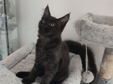 1 m&acirc;le noir maine coon Loof 1000 62940 Haillicourt
