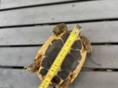   Tortue Herman mâle 5 ans 