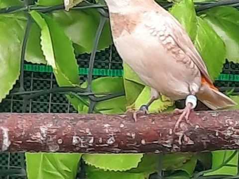 Petit exotique bec droit 50 47140 Frespech