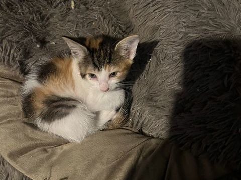 Chaton n&eacute;e le 14 f&eacute;vrier cherche famille pour adoption  0 13013 Marseille