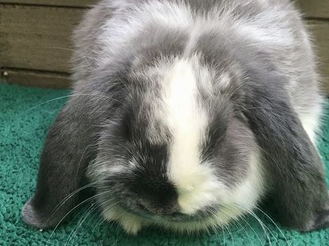 Petites lapines Minilops 60 31390 Carbonne