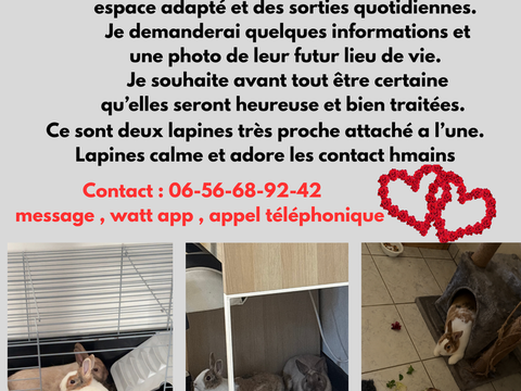 Deux lapin nain femelle 50 42153 Riorges