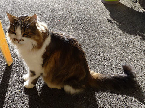 Perdu chat type crois&eacute; norv&eacute;gien  "FRIPOUILLE" 0 25210 Les fontenelles