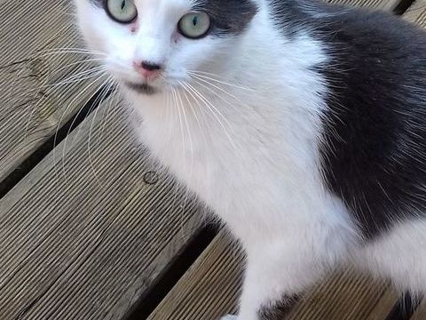 Chatte grise et blanche DISPARUE - 27100 LE VAUDREUIL  0 27100 Le vaudreuil