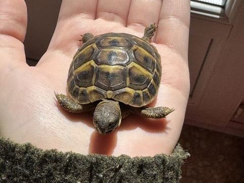 Tortue terrestre femelle 50 84140 Montfavet