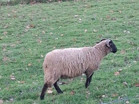 Jeune Bélier Père Sulfok croisé avec Mère Manech tête noire 110 64990 Villefranque