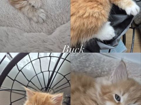 Chaton m&acirc;le sib&eacute;rien LOOF hypoall1500erg&eacute;nique 1500 59000 Lille