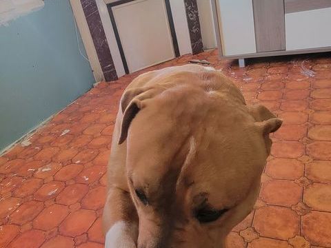 Don de mo?n chien american.bully xl 0 91260 Juvisy-sur-orge