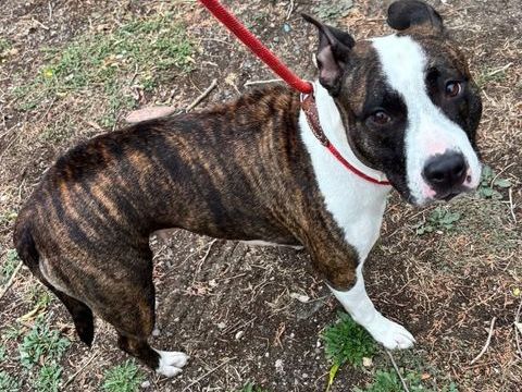 AVOINE, staff LOF 6 ans 200 34500 Bziers