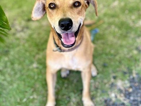 Bonny, femelle X berger, n&eacute;e le 28/11/2024 380 35000 Rennes