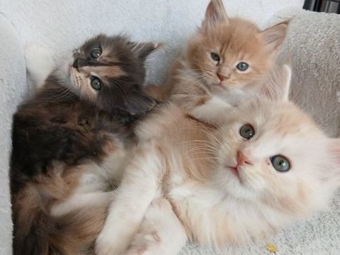 2 chatons m&acirc;les Maine Coon 1100 50000 Saint-l�
