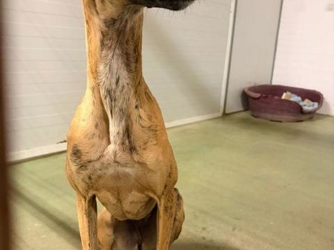 STEFFANY&#129655; une  superbe   galga qui court après l'amour ! 315 24140 Douville