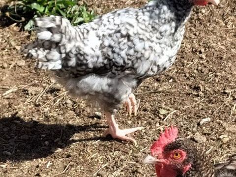 Poulet/poulette Coucou, Janz&eacute;, Bresse gauloise, Courtes-patt 15 22160 Saint-servais
