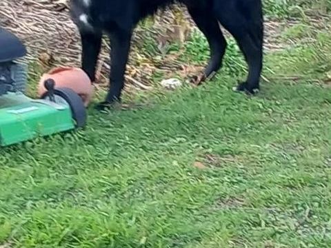 Chien ANOUK à l adoption 210 84500 Bollne