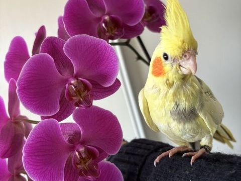 Calopsitte apprivoisée 95 31270 Cugnaux