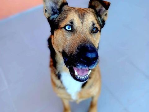 Sa&iuml;ko 290 59180 Cappelle-la-grande