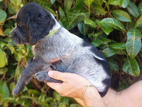 Chiots &Eacute;pagneul Bleu de Picardie 700 28800 Le gault-saint-denis