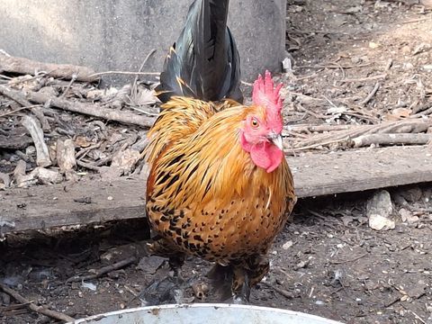coq nain type gaulois dor&eacute; 10 91780 Chalo-saint-mars