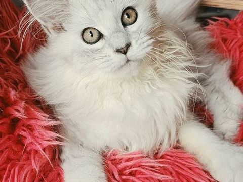 Magnifiques chatons Maine Coon loof, LIVRAISON 1500 22250 Éréac