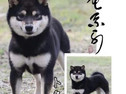 Mame Shiba roux  Lignée japonaise, mini gabarit  Livraison partout en France &#129418; 3490 66450 Pollestres