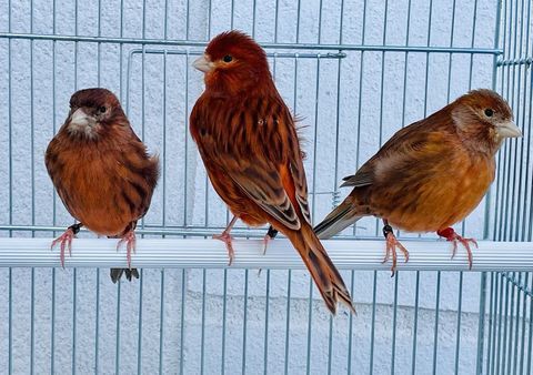 Très Belles Sélections De Canaris Couleurs Chants Postures 39 94450 Limeil-brvannes